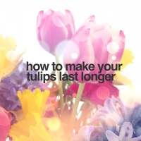 How To Make Your Tulips Last Longer